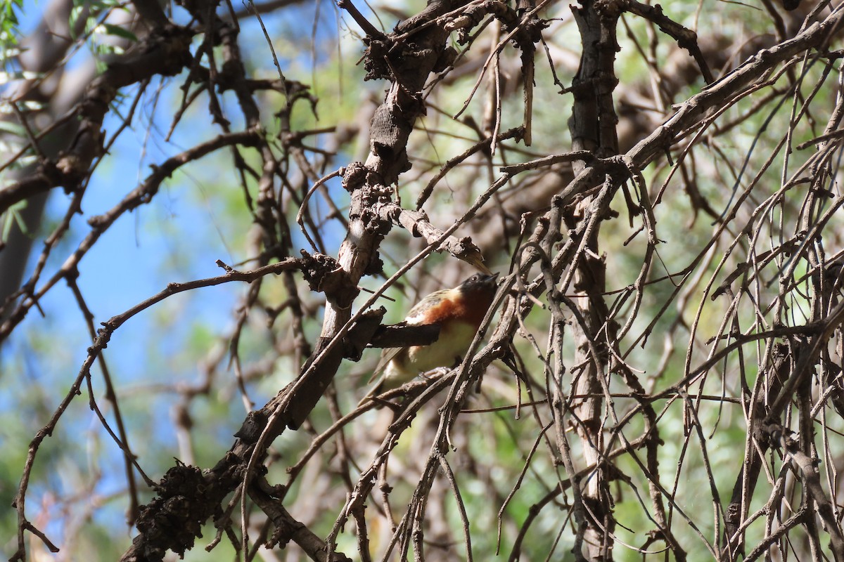 Bay-breasted Warbler - ML619795651