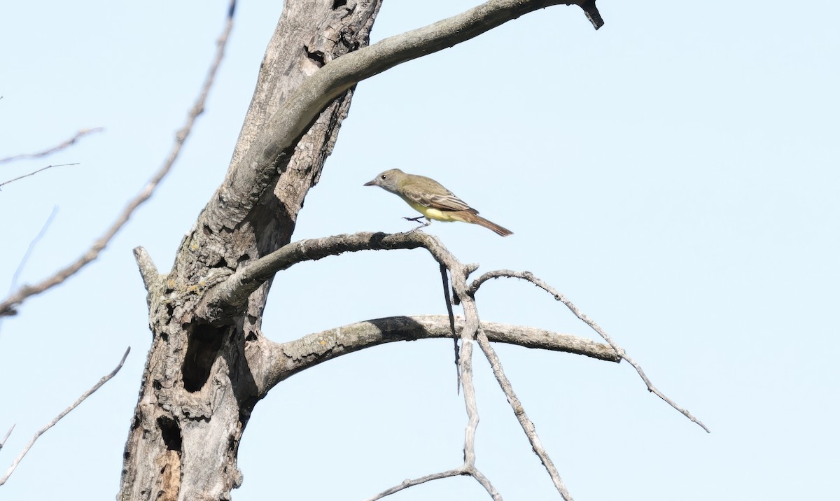 Great Crested Flycatcher - ML619795663