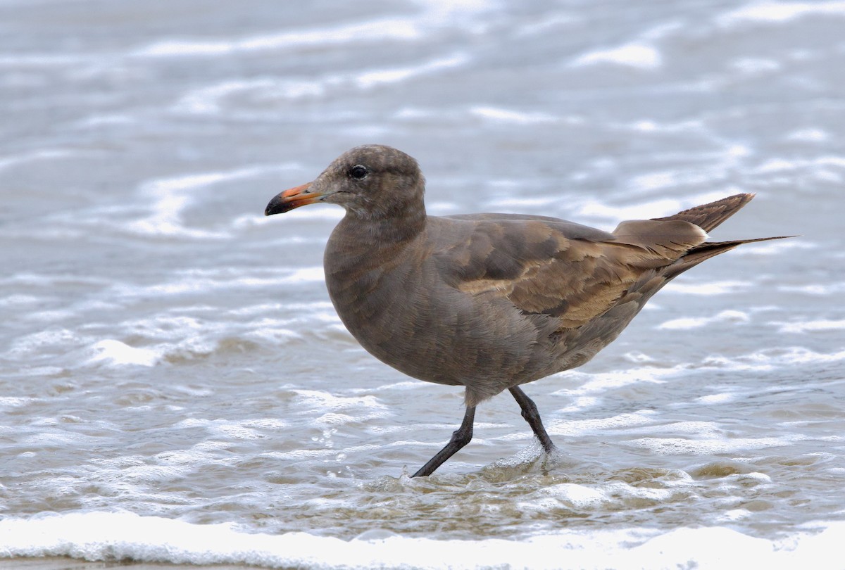 Gaviota Mexicana - ML619795670