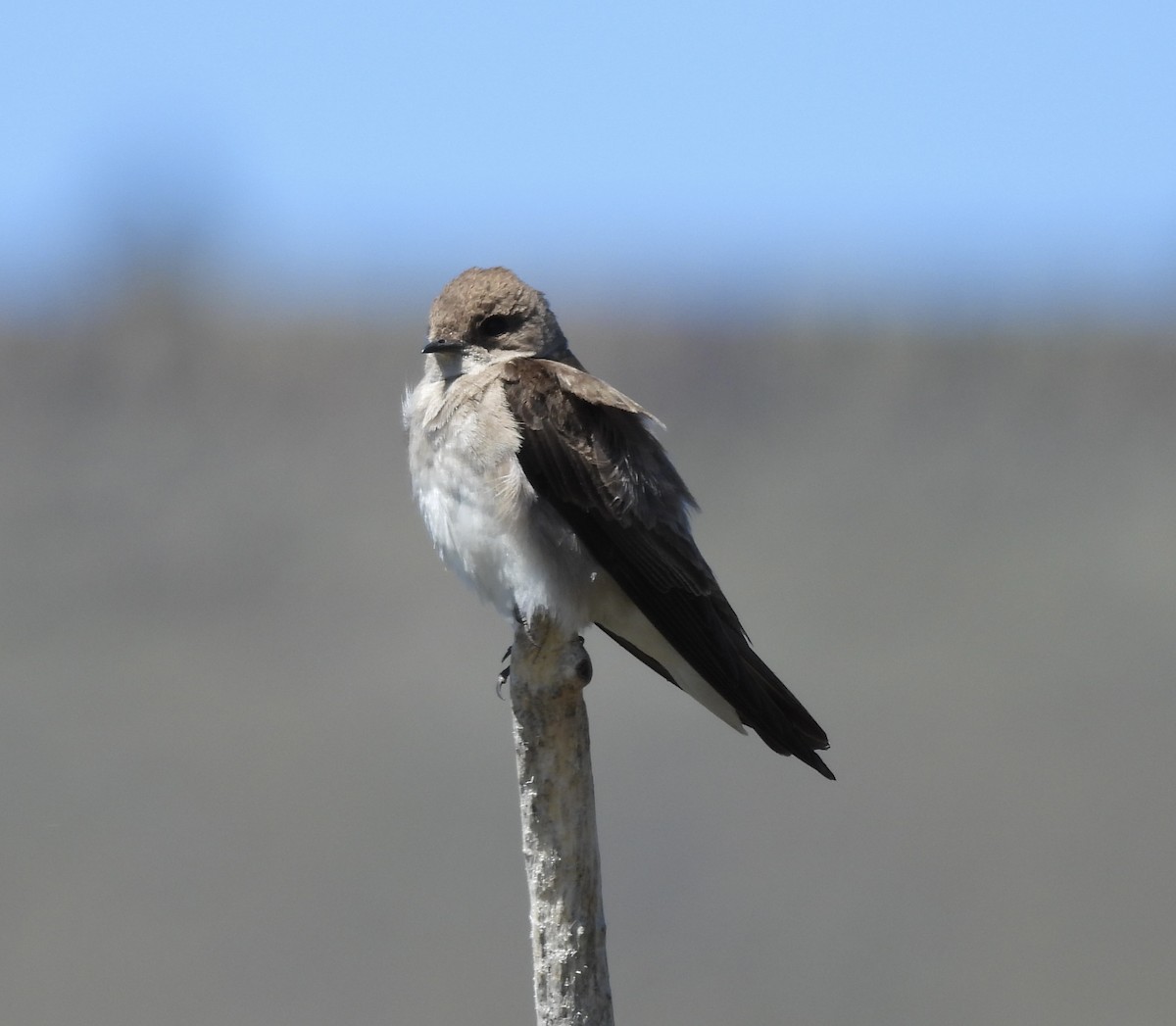 Northern Rough-winged Swallow - ML619795697