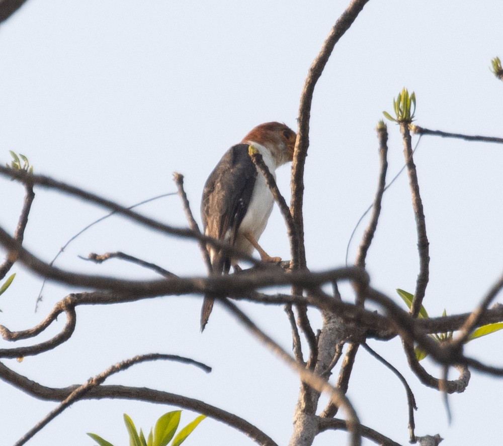 White-rumped Falcon - ML619795705