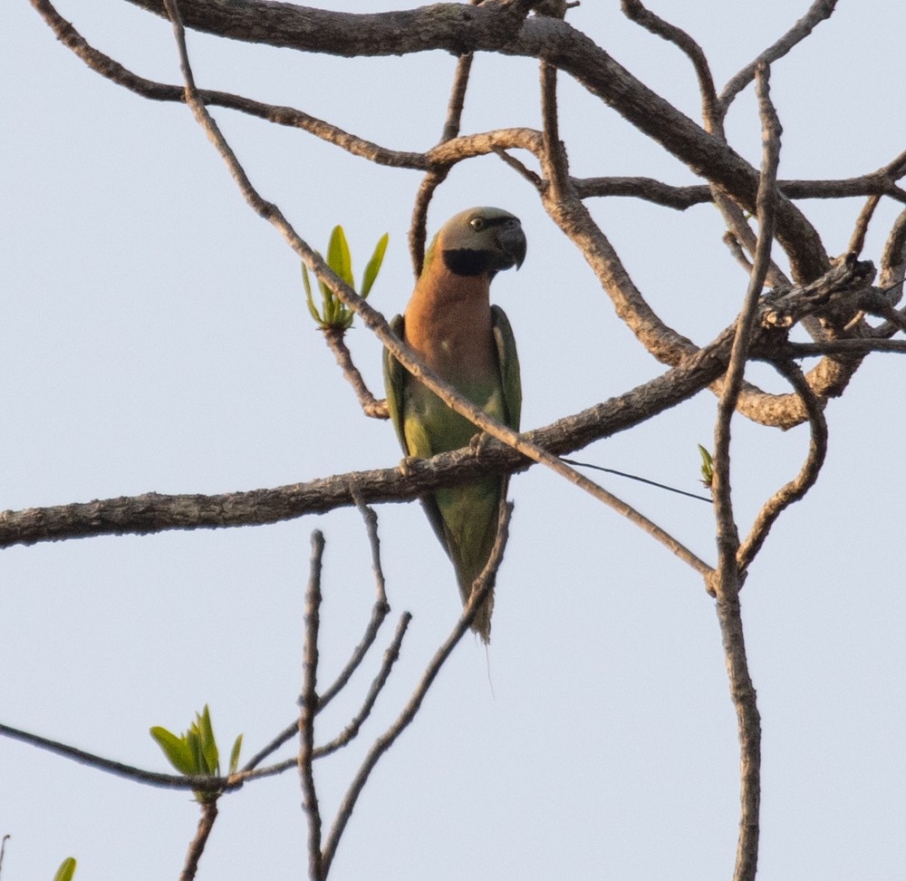 Red-breasted Parakeet - ML619795716