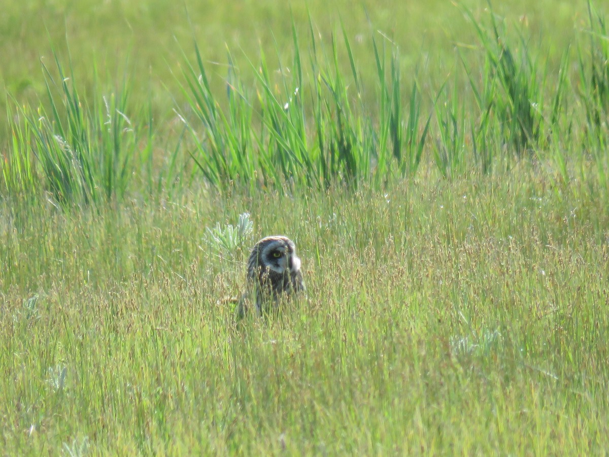 Short-eared Owl - ML619795734