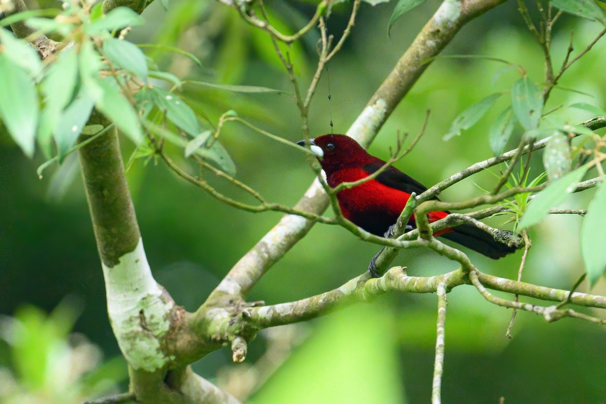 Crimson-backed Tanager - ML619795740