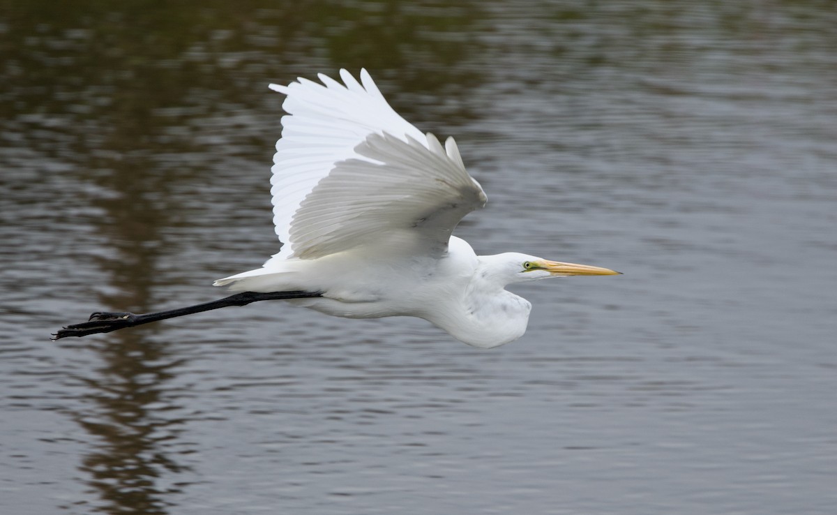 Great Egret - ML619795759