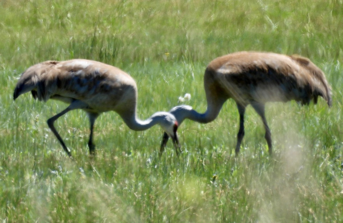 Sandhill Crane - ML619795761