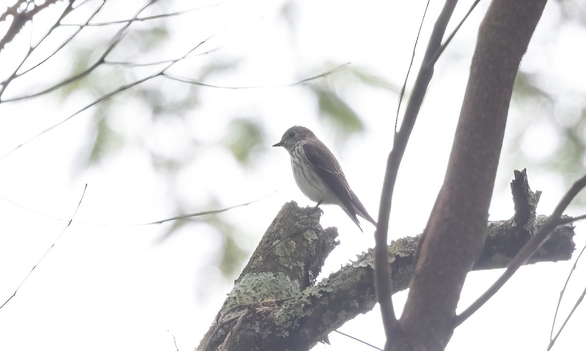 Gray-streaked Flycatcher - ML619795767