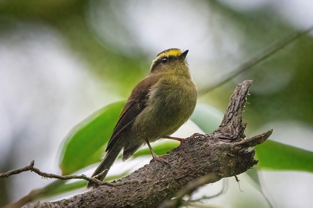Yellow-bellied Chat-Tyrant - ML619795810