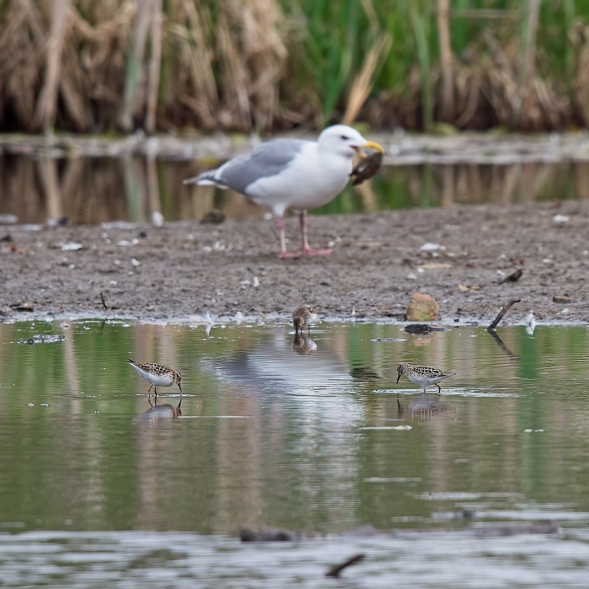 Least Sandpiper - ML619795886