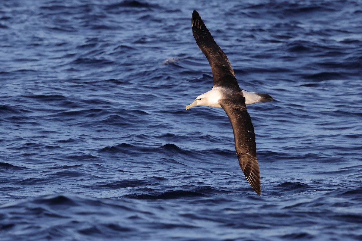 albatros šelfový - ML619795902