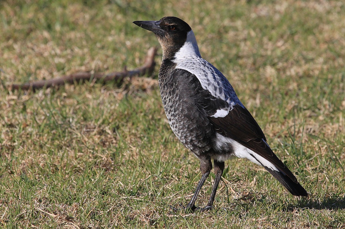Australian Magpie (White-backed) - Martyn Covey