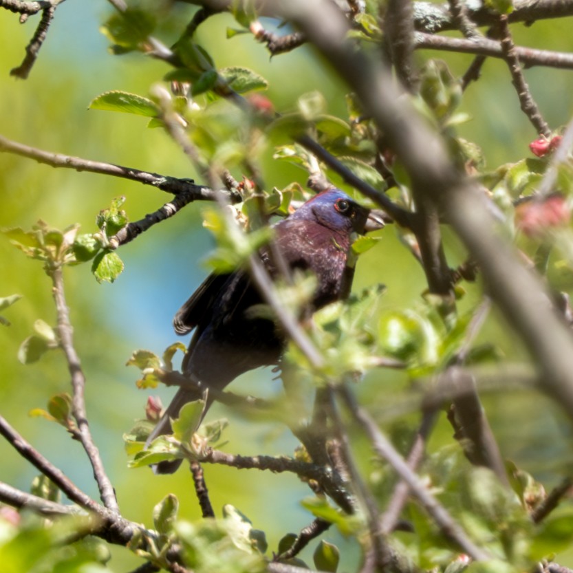 Varied Bunting - ML619795936