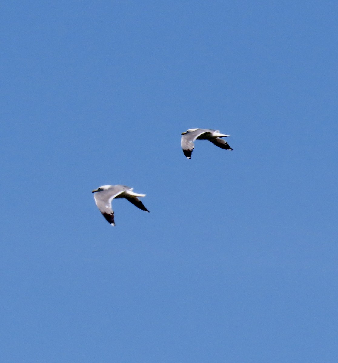 Gaviota Californiana - ML619795957