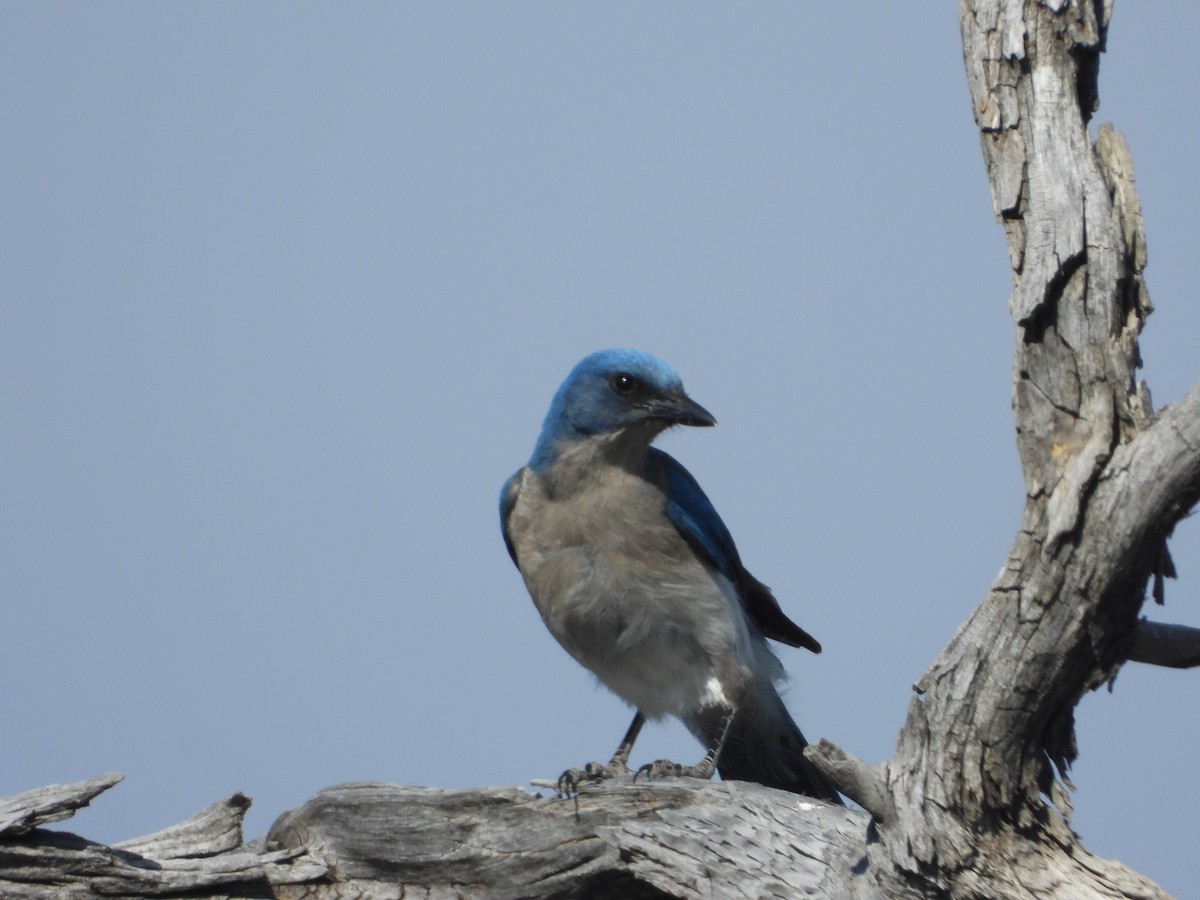 Mexican Jay - ML619795964