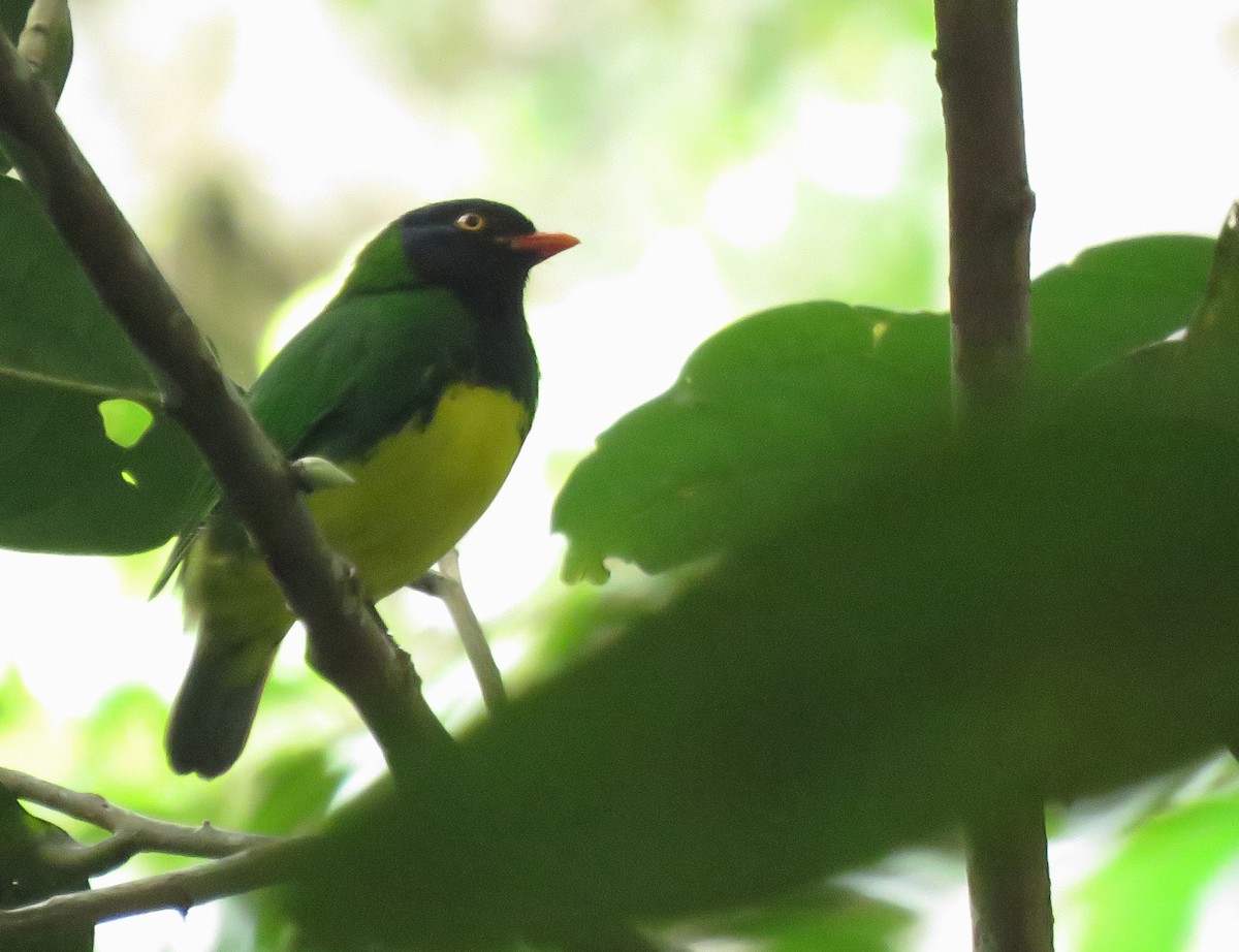 Cotinga de Lubomirsk - ML619795972