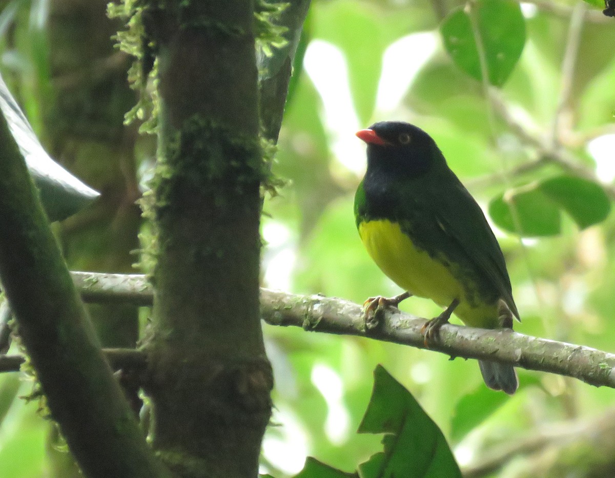 Cotinga de Lubomirsk - ML619795973