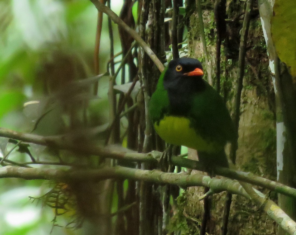 Cotinga de Lubomirsk - ML619795974