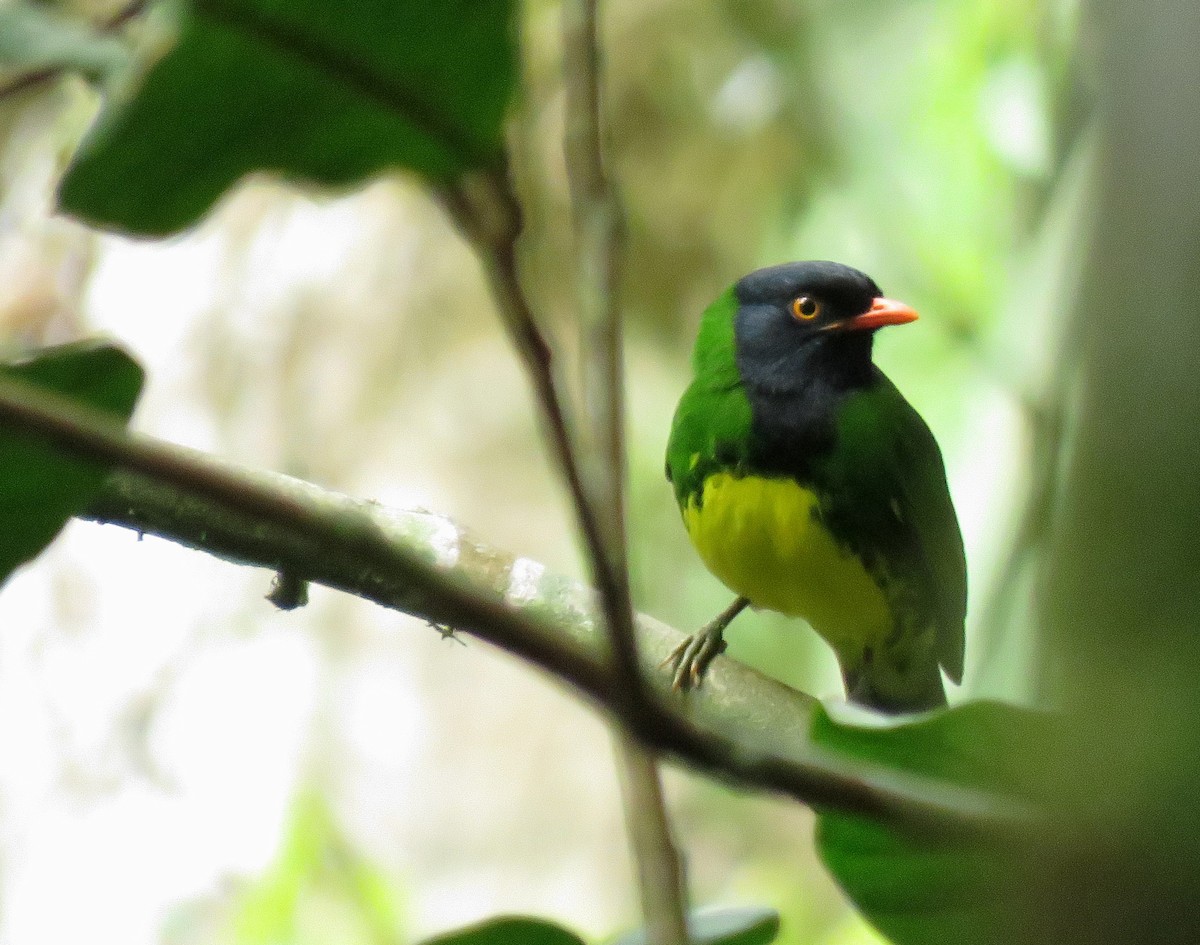 Cotinga de Lubomirsk - ML619795975