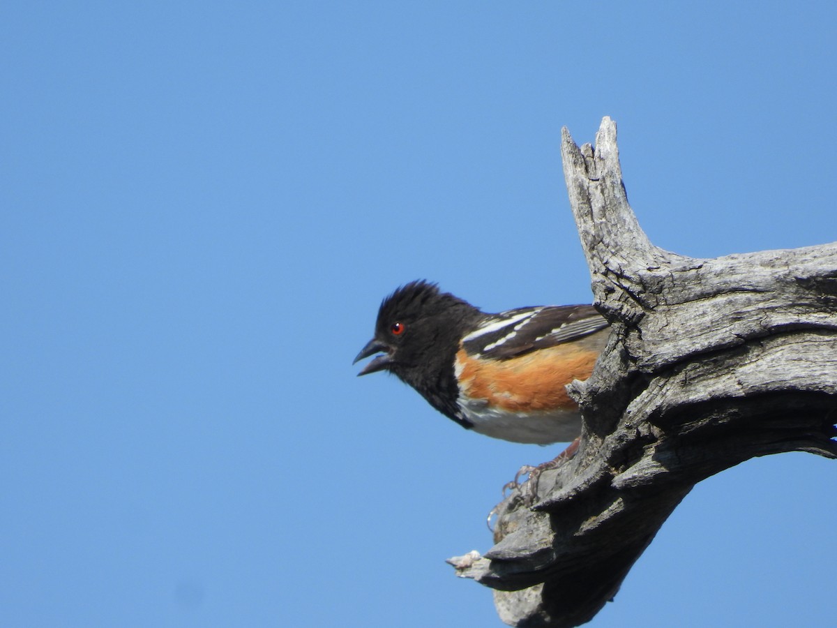 Spotted Towhee - ML619795980