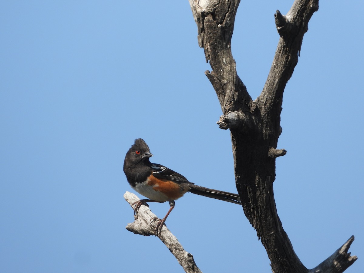 Spotted Towhee - ML619795981