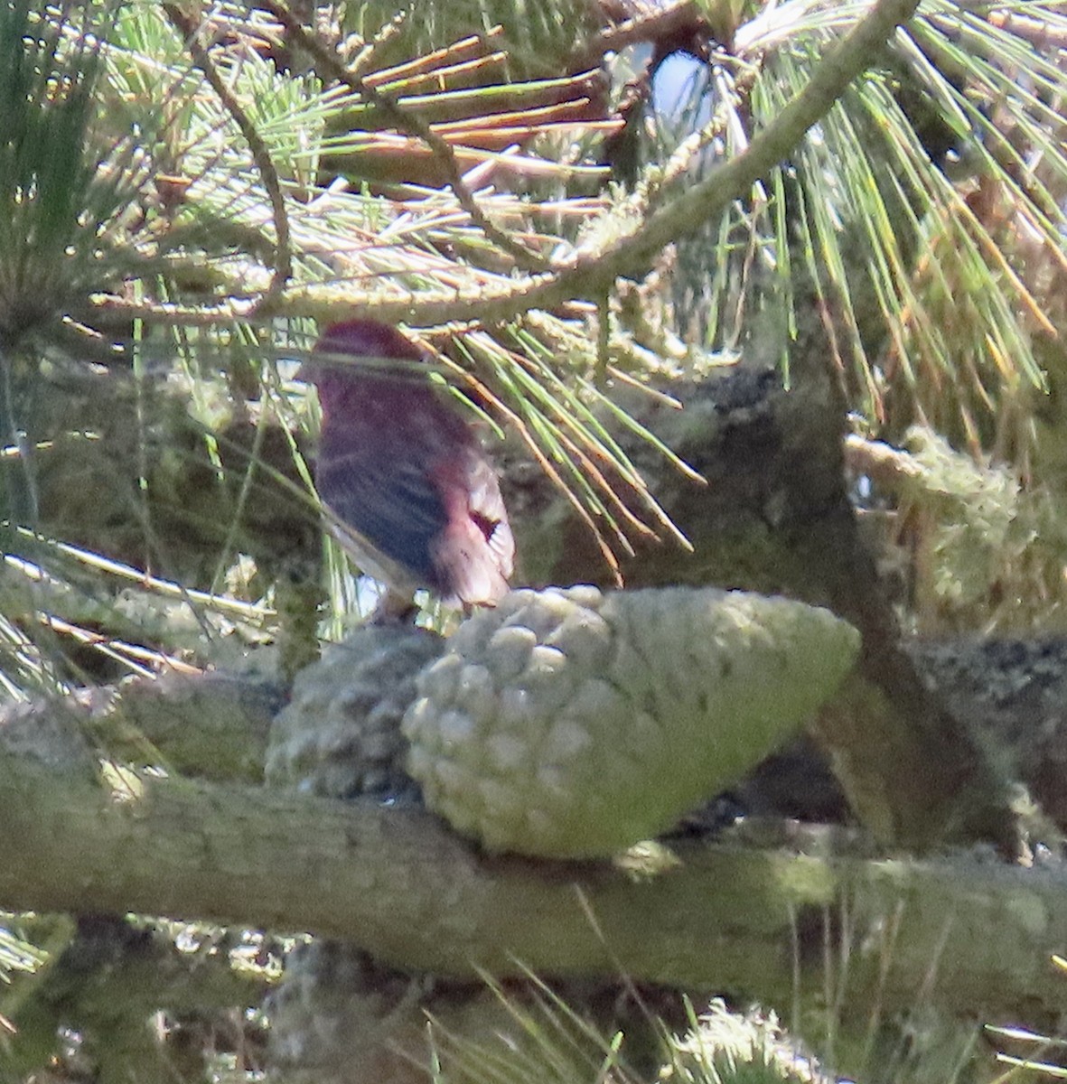 Purple Finch - ML619795986