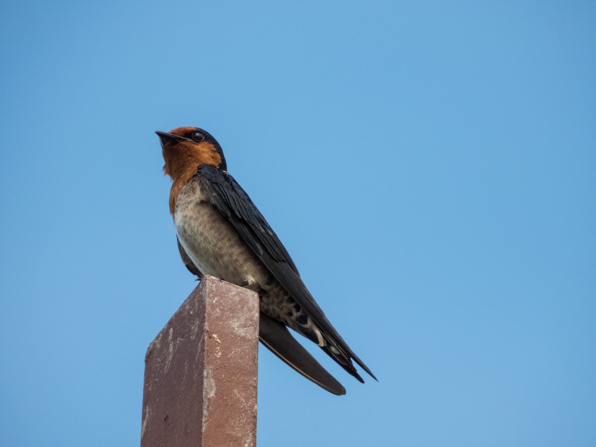 Pacific Swallow - ML619795989