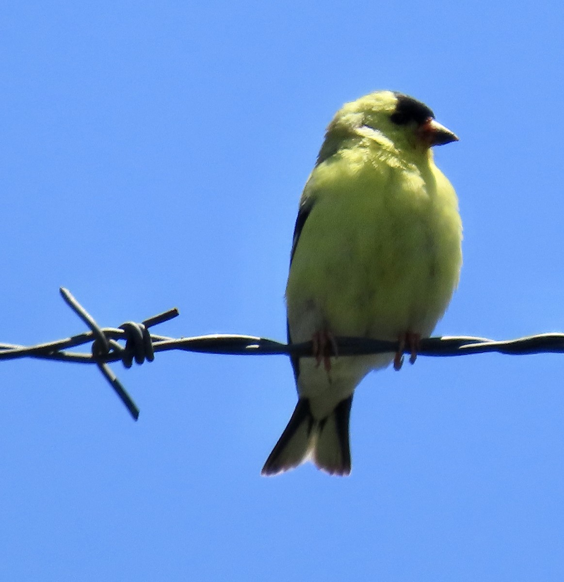 American Goldfinch - ML619795991