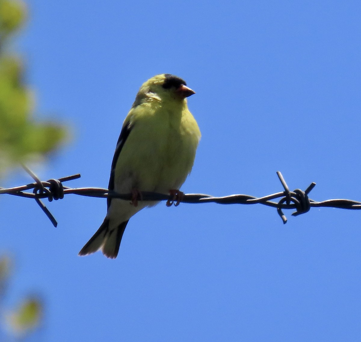 American Goldfinch - ML619795992