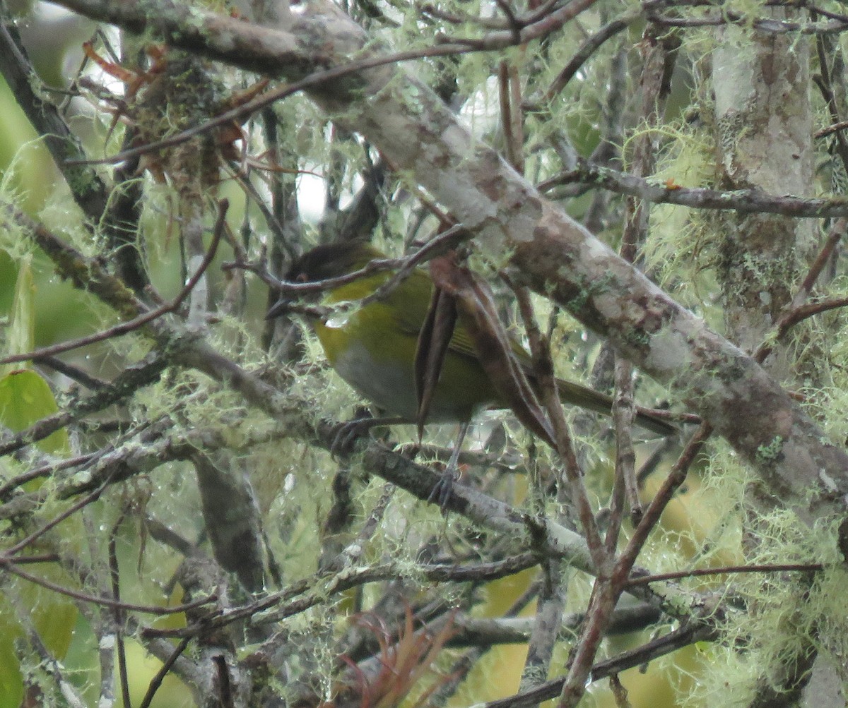 Common Chlorospingus - ML619795993