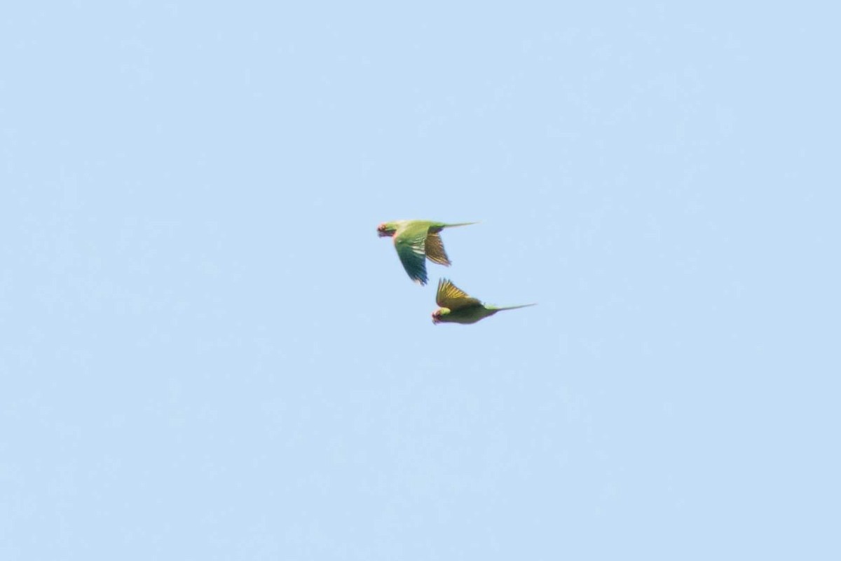 Red-masked Parakeet - ML619795999