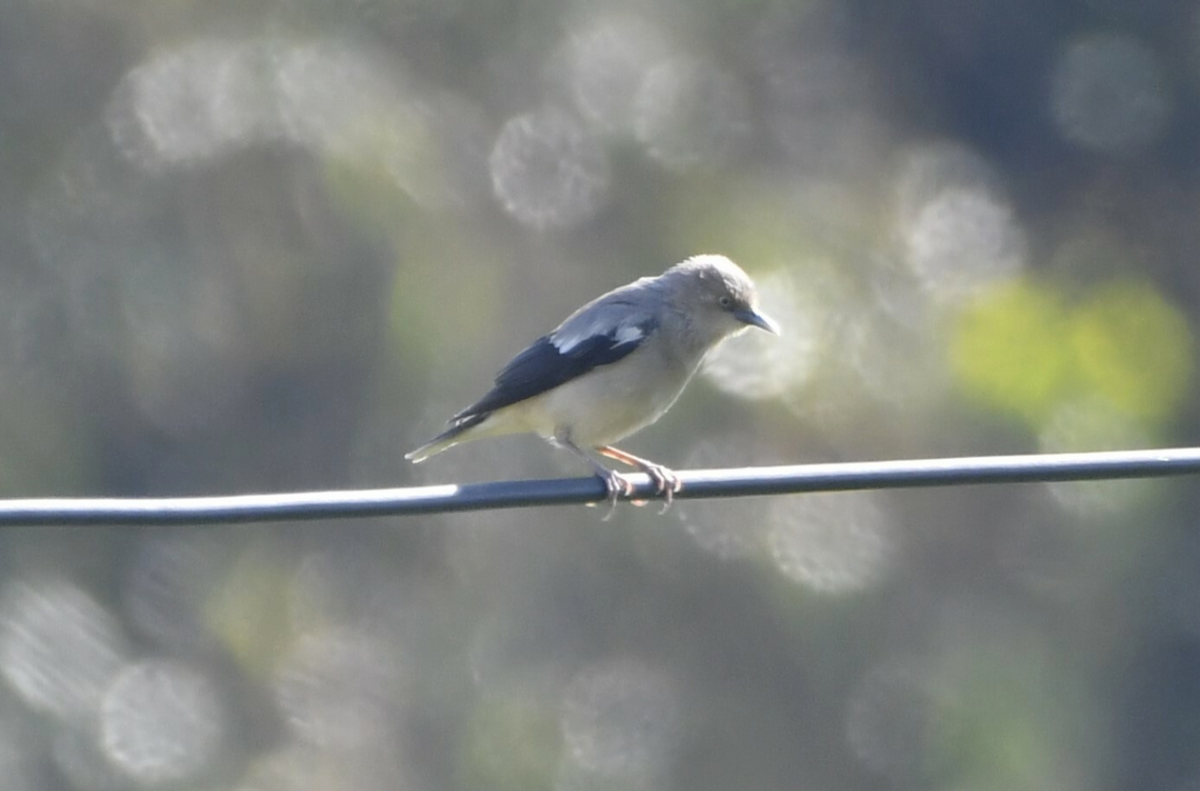 White-shouldered Starling - ML619796001