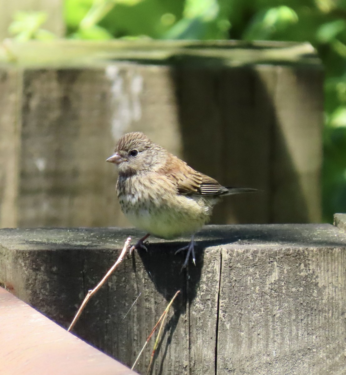 Junco ardoisé - ML619796006