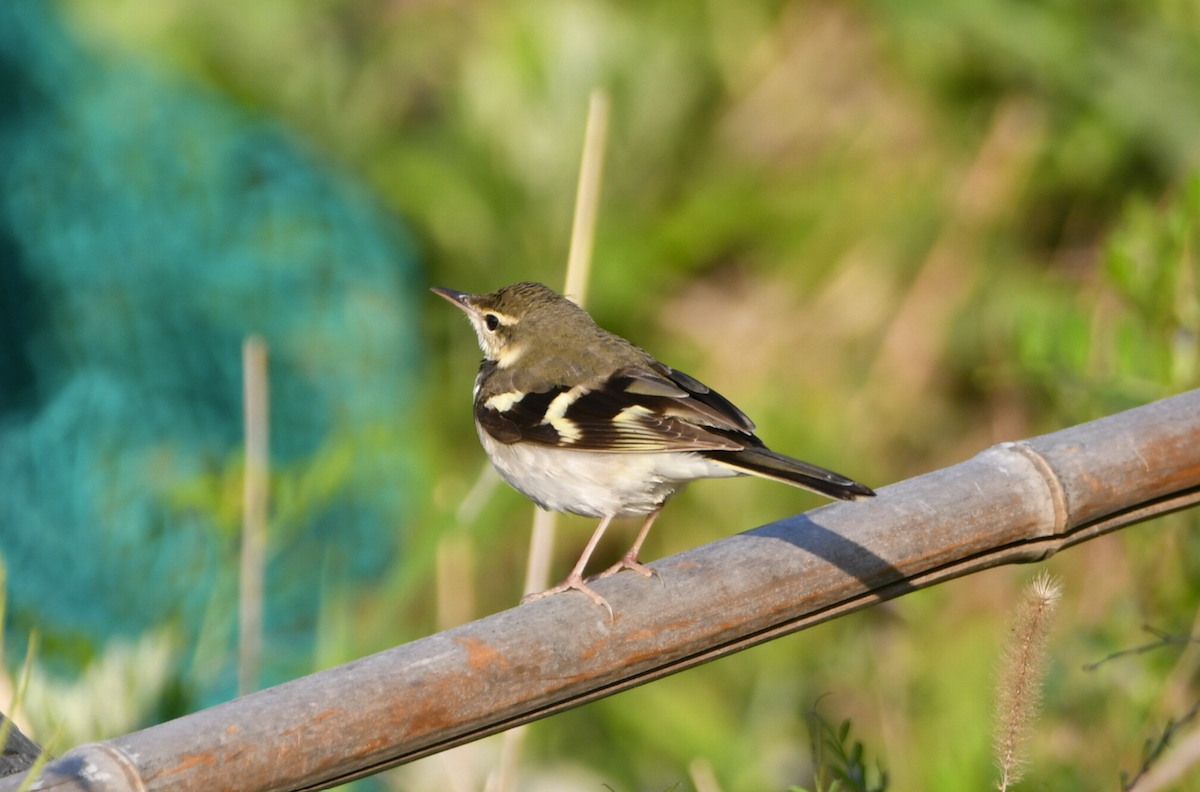 Forest Wagtail - ML619796016