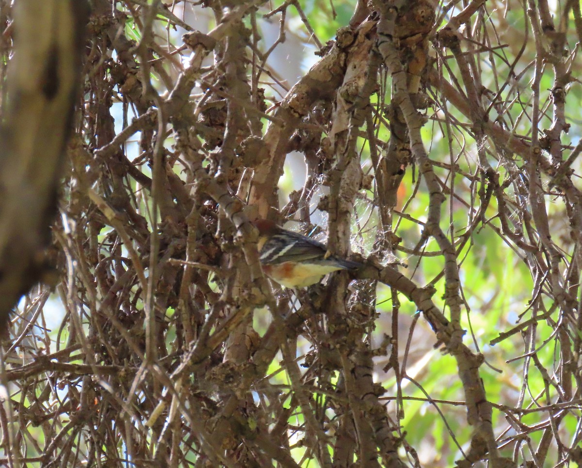 Bay-breasted Warbler - ML619796030