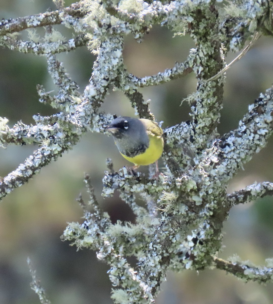 MacGillivray's Warbler - ML619796031