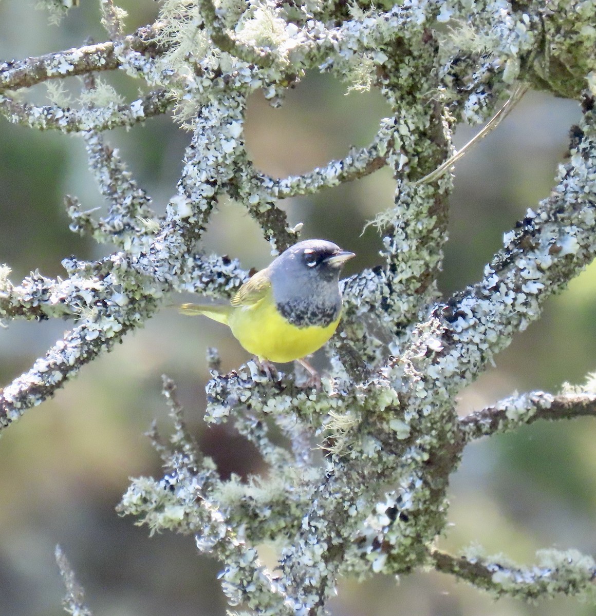 MacGillivray's Warbler - George Chrisman