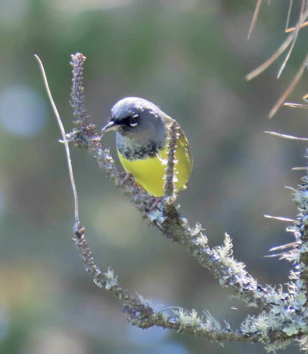 MacGillivray's Warbler - ML619796034