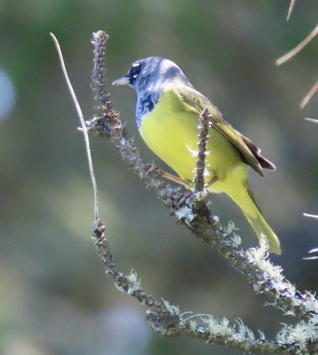 MacGillivray's Warbler - ML619796035