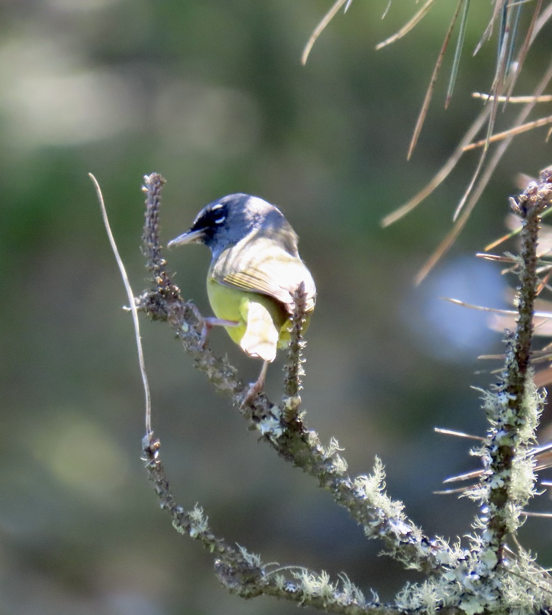 MacGillivray's Warbler - ML619796036