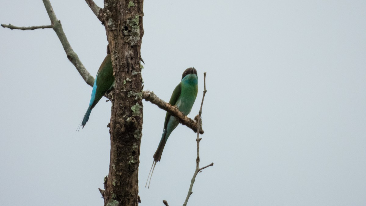 Blue-throated Bee-eater - ML619796037