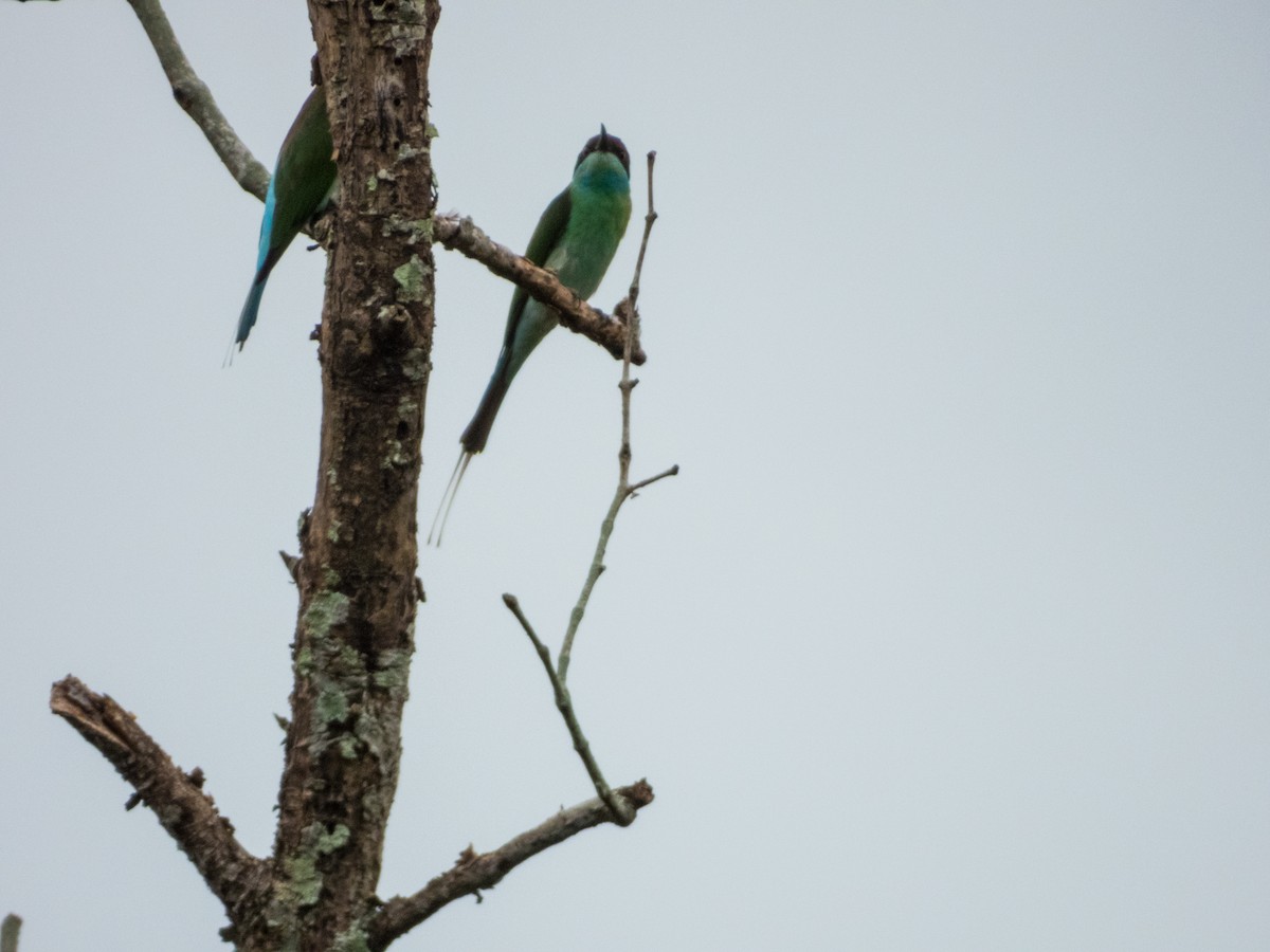 Blue-throated Bee-eater - ML619796040