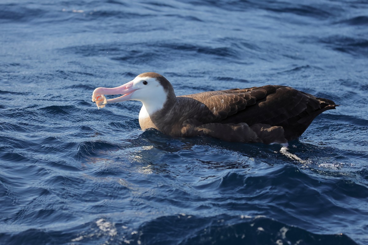 Albatros hurleur, A. de Tristan da Cunha ou A. des Antipodes - ML619796049