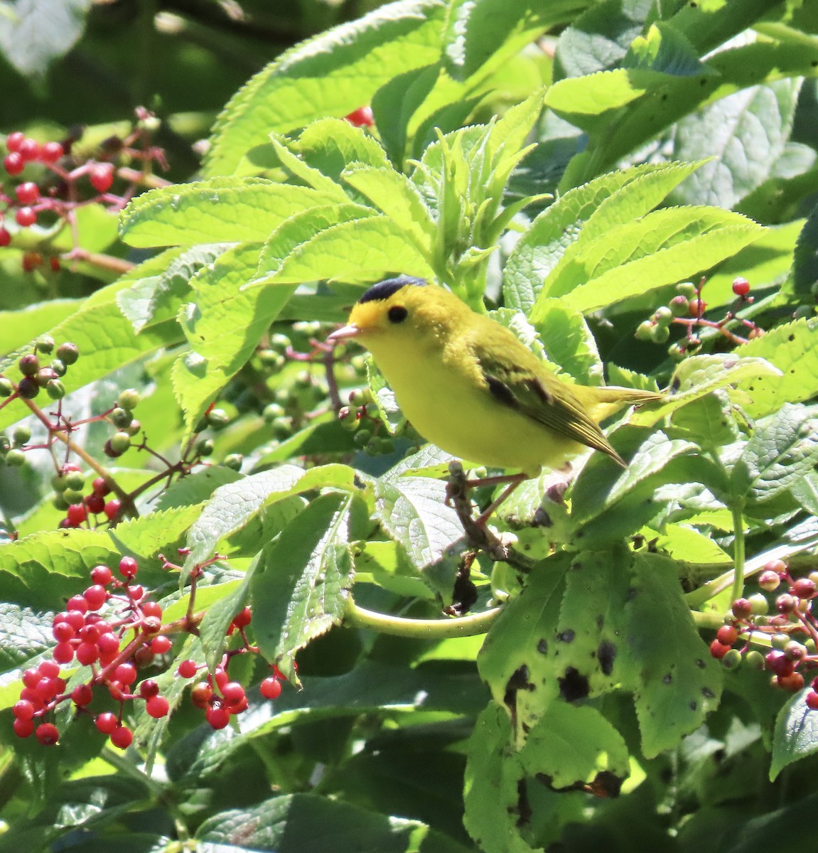 Wilson's Warbler - ML619796051