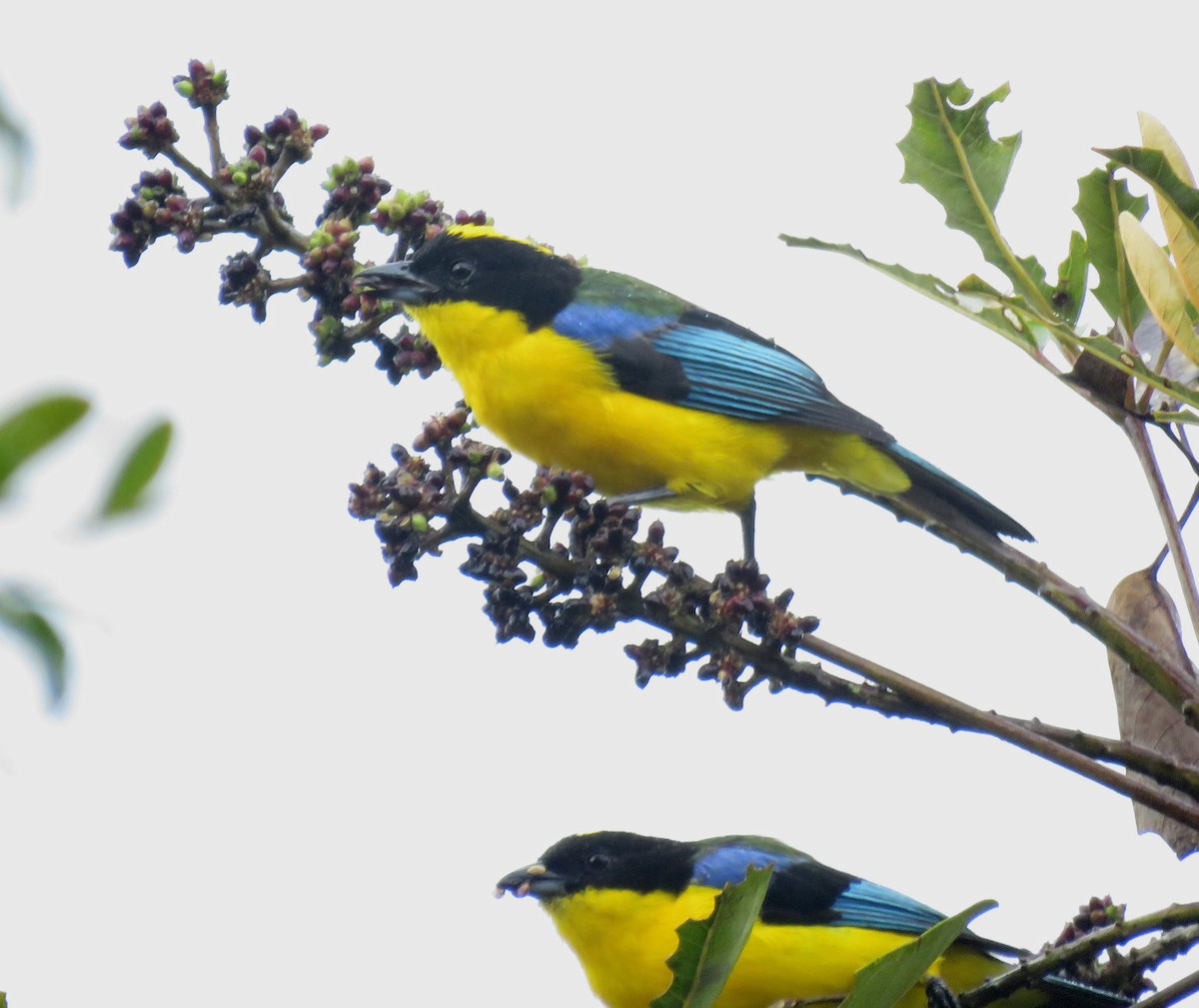 Blue-winged Mountain Tanager - ML619796062