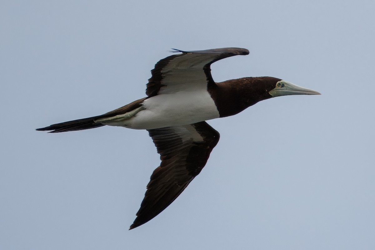 Brown Booby - ML619796063