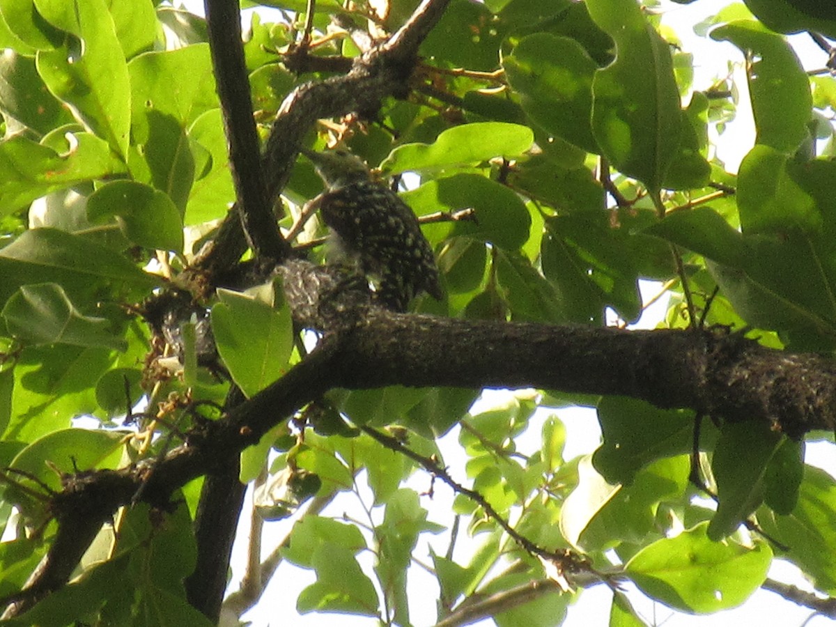 Brown-capped Pygmy Woodpecker - ML619796065