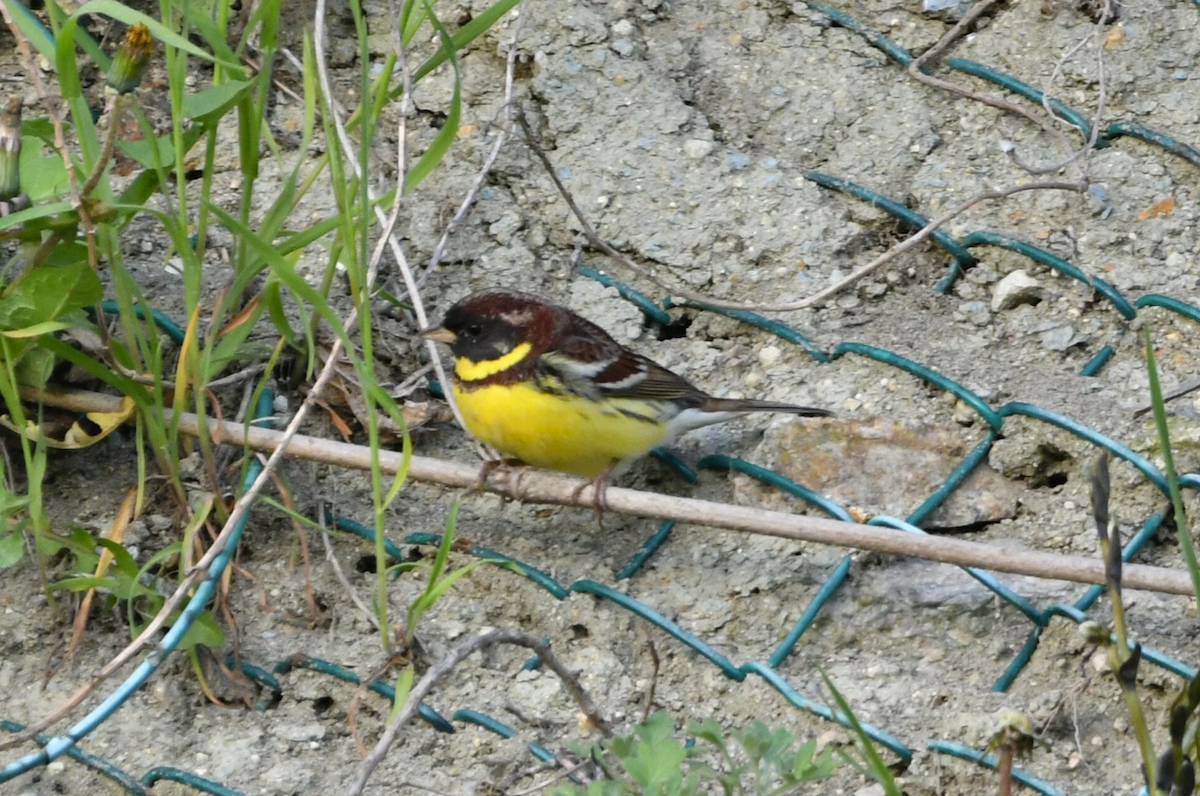 Yellow-breasted Bunting - ML619796066
