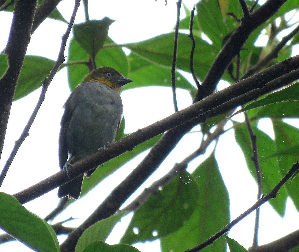 Short-billed Chlorospingus - Iván Lau