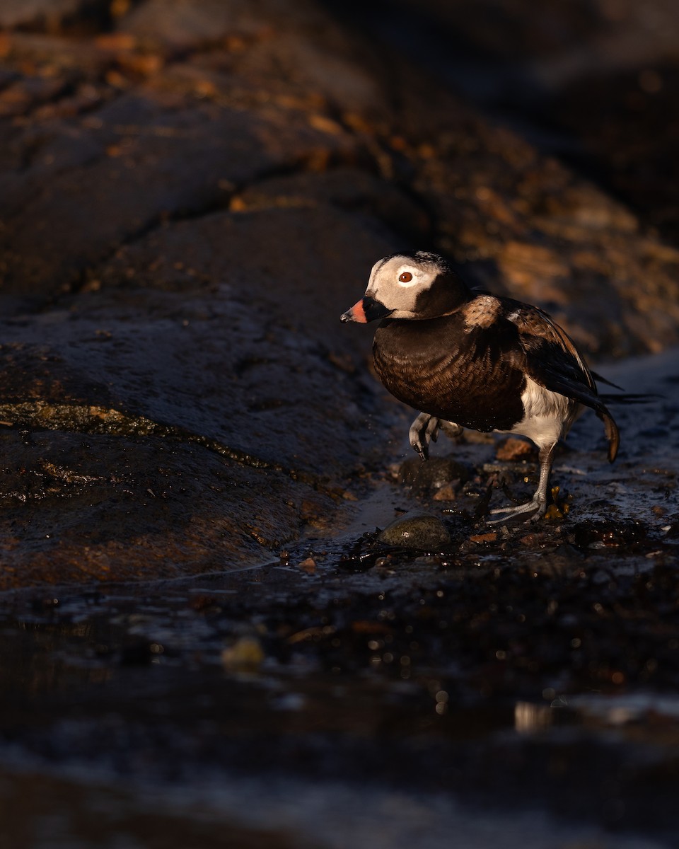 Long-tailed Duck - ML619796106