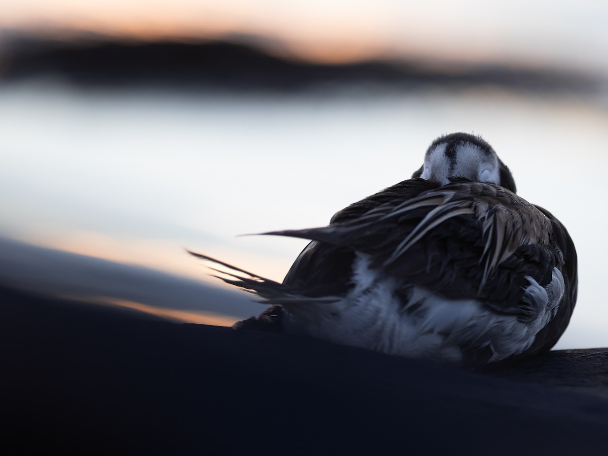 Long-tailed Duck - ML619796110